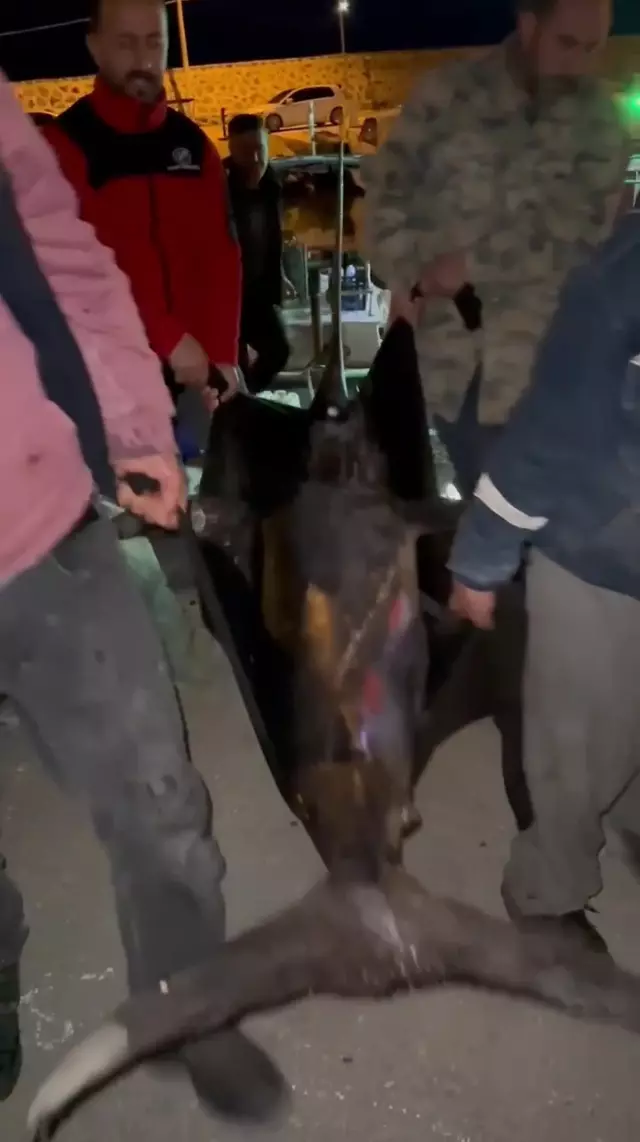 Fishermen in Hatay Caught a Giant Swordfish: Sold for 65 Thousand TL