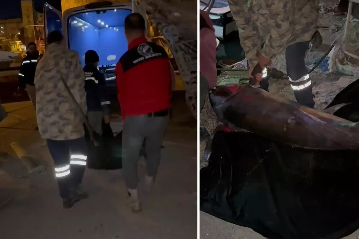 Yakalamak için 2 buçuk saat uğraşıldı, 65 bin TL'ye satıldı