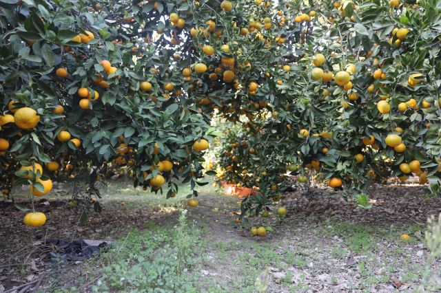 Sold for 30 TL in markets! When the price dropped to 2 TL, they distributed tons of it for free