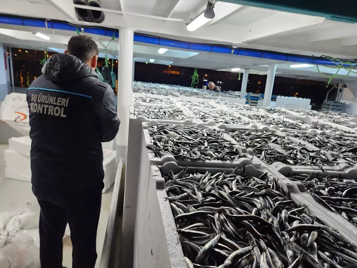 Karadeniz'de Hamsi Avı Sezonu Bereketli Geçiyor