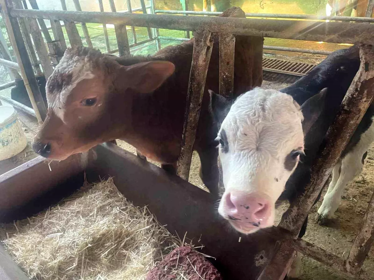 Türkiye'nin Buzağı Kaybı 500 Bine Ulaştı: İthalat Politikaları Eleştirildi