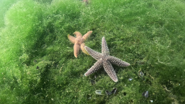 The mayor wore a diver's suit and went underwater: The scene he saw surprised him