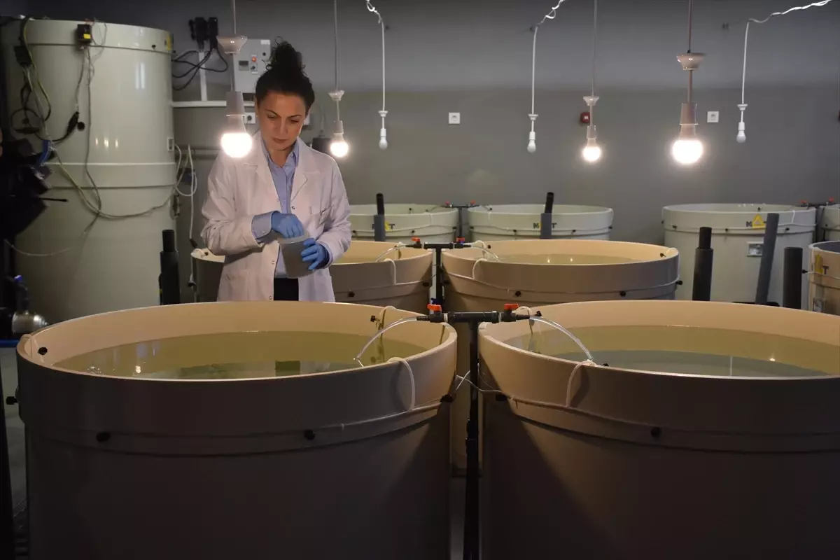 Kalkan Balığı Stokları İçin 120 Bin Yavru Salımı Yapıldı