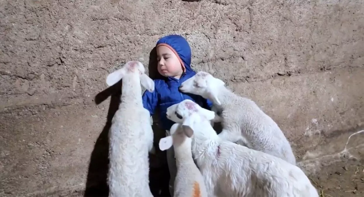 Kuzular Minik Yusuf'u Yiyor Mu? Eskişehir'de Eğlenceli Anlar