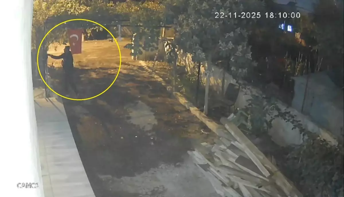 Osmaniye'de Mavi Yumurtlayan Tavuklar Çalındı