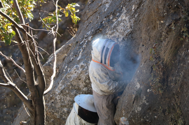 ozel izinle bolgeye giriliyor kilosu 7 bin tl 19289384 4394 m