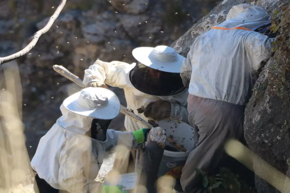 Özel izinle bölgeye giriliyor, binbir zahmetle toplanıp dudak uçuklatan rakama satılıyor