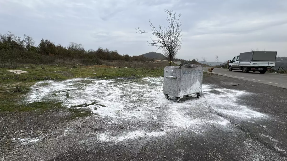 Samsun'da 9 Köpeğin Ölümü Üzerine Soruşturma Başlatıldı