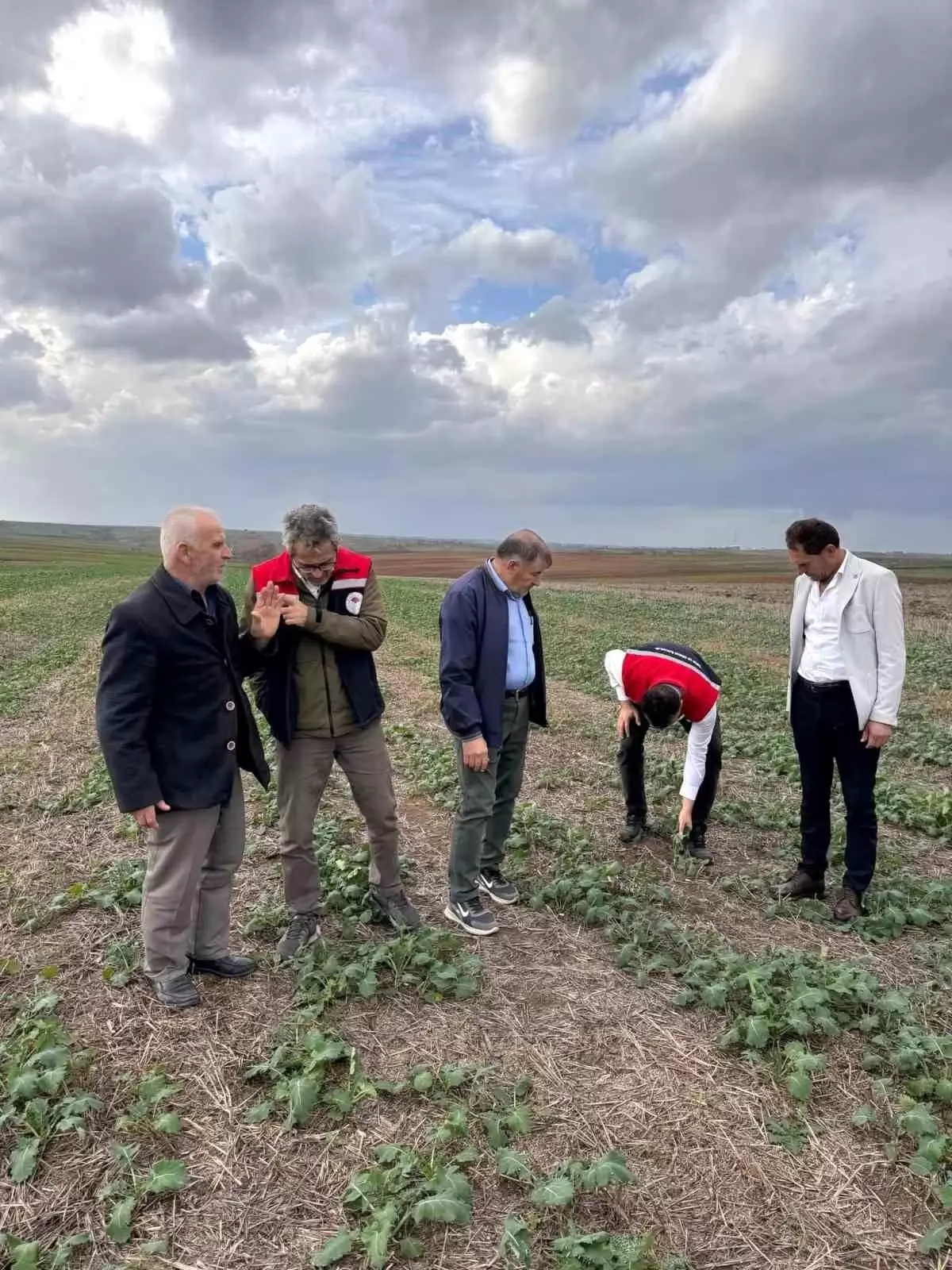Tekirdağ'da Anıza Kanola Ekiminde Değerlendirme Yapıldı