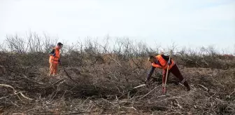 Manisa'da Orman Yangınları Sonrası Yeniden Ağaçlandırma Çalışmaları Başladı