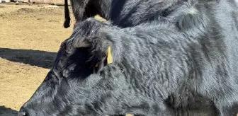 Ardahan'da Hayvancılığa Destek Projesi Devam Ediyor