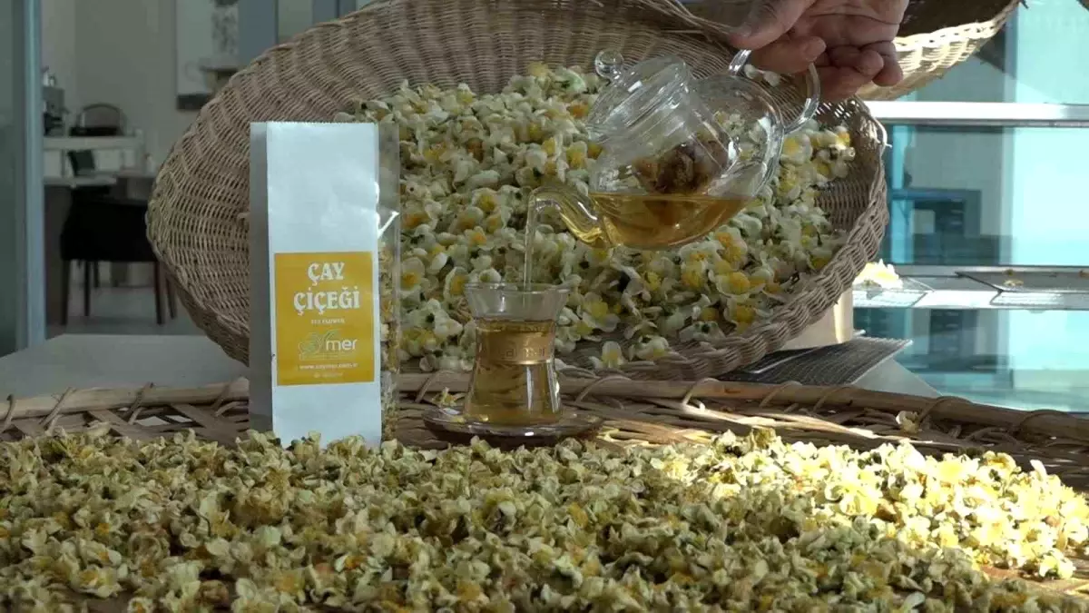 Çay Çiçeği Çayı ile Ekonomik Gelir Artışı