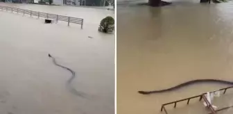 Devasa boyutlarda! Selin vurduğu ülkeden kabus görüntüleri