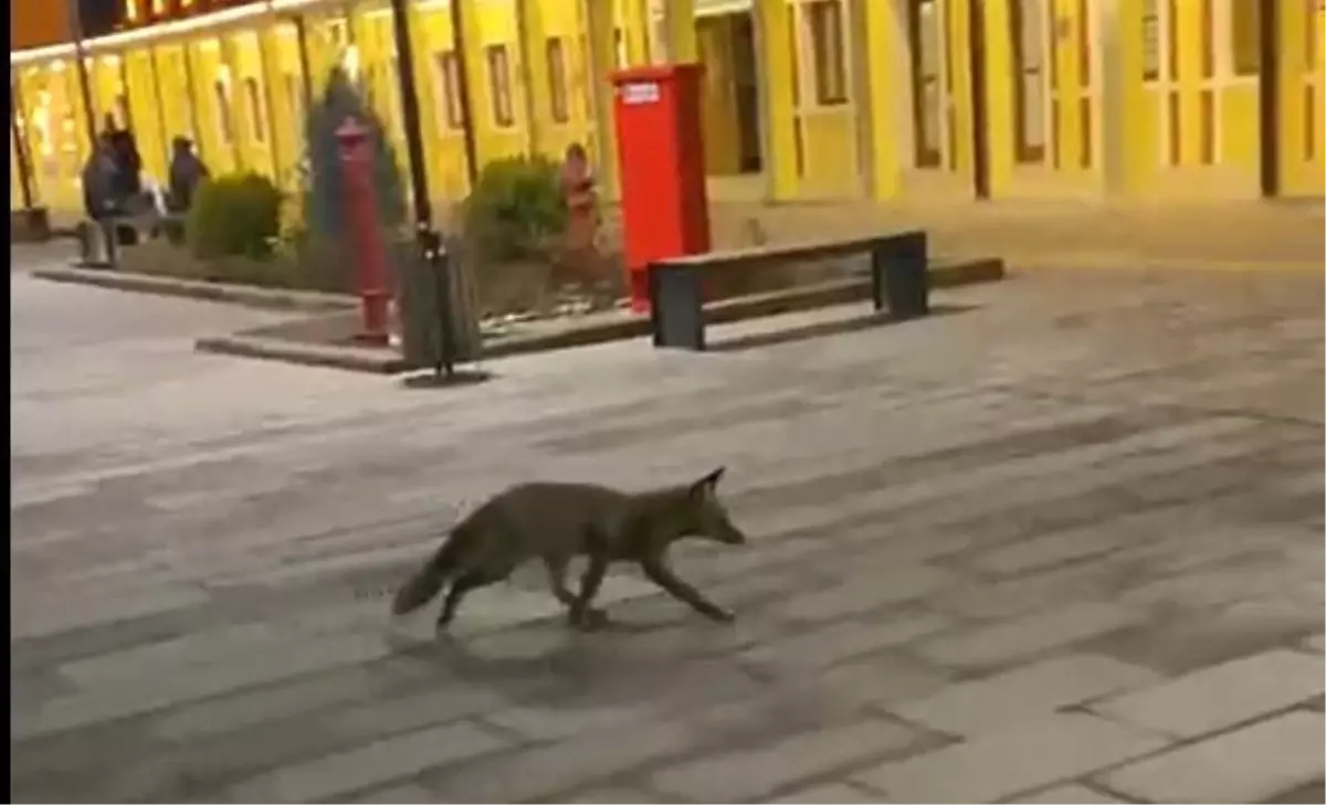 Eskişehir Tren Garı'nda Tilki Sürprizi