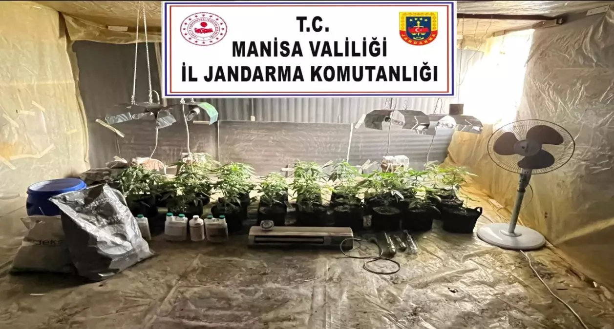 Manisa'da Kenevir Yetiştiren Şüpheli Yakalandı
