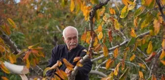 70 Yaşındaki Çiftçi, 20 Yıllık Ceviz Ağaçlarının Kesilmesiyle Üzüntü Yaşıyor