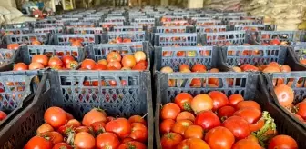 Kırşehir Cezaevi Hükümlüleri Tarım ve Hayvancılıkta Üretime Katılıyor