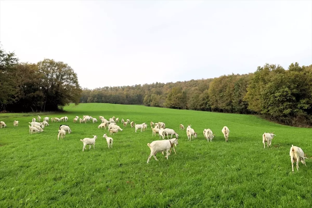 Kocaeli'de Süt Otu Desteği ile Hayvancılığa Katkı