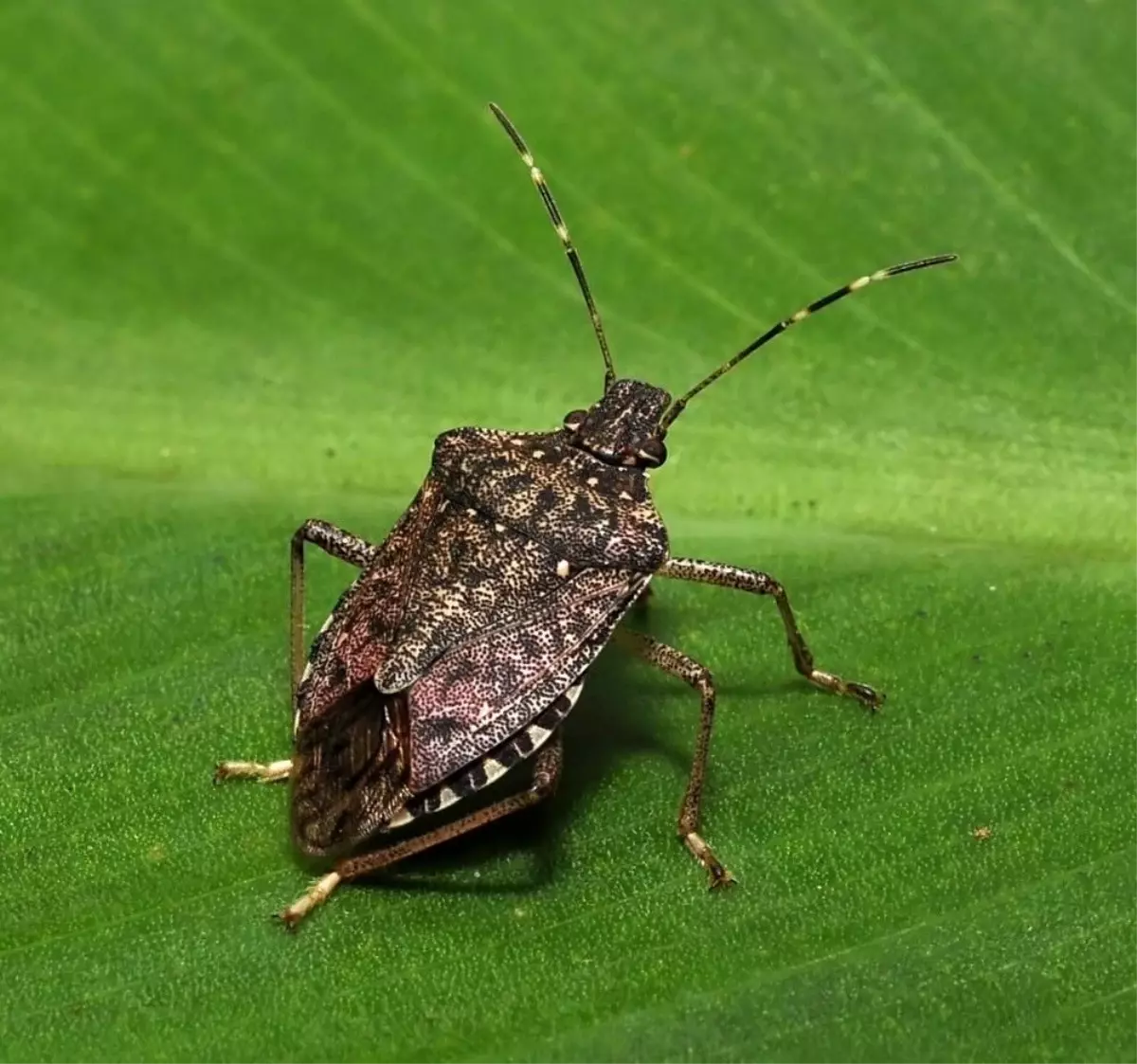 Kahverengi Kokarca, Fındık Üretimini Tehdit Ediyor