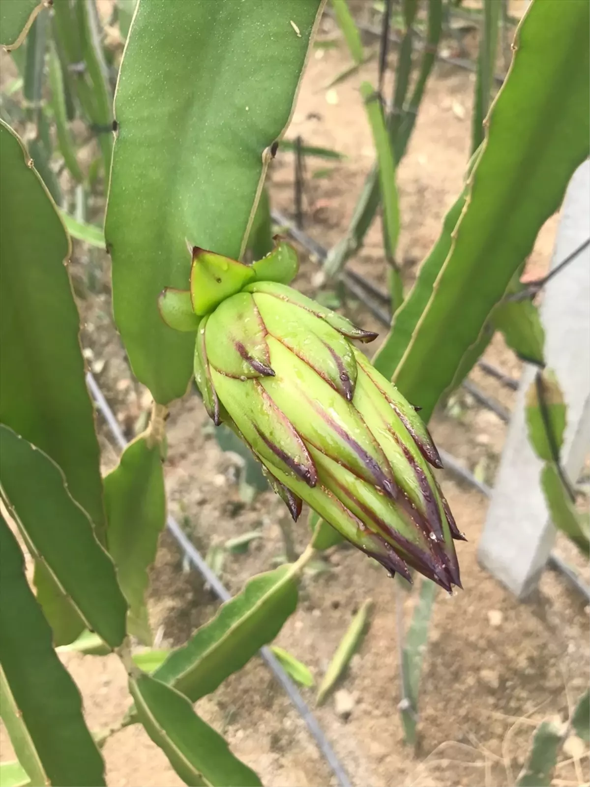 Ejder Meyvesindeki Nektar Sorunu Arılarla Çözüldü