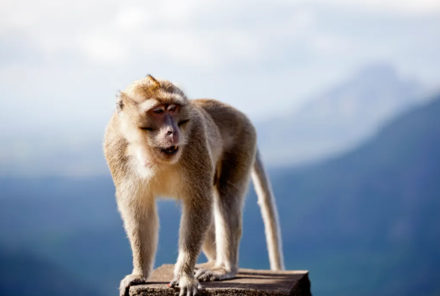 100 monkeys suddenly descended from the mountain: Tourists fled in panic
