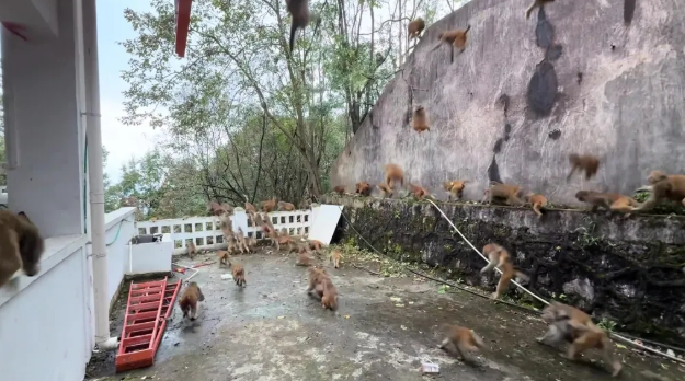 100 monkeys suddenly descended from the mountain: Tourists fled in panic