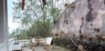 100 maymun bir anda dağdan indi: Turistler can havliyle kaçtı