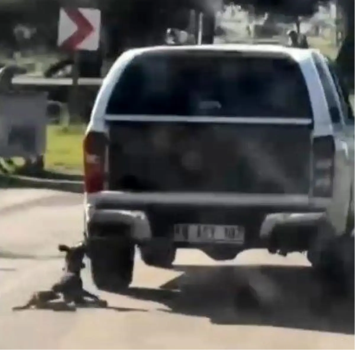 Muğla'da Köpeğin Sürüklenmesi Olayında İki Şüpheli Gözaltında