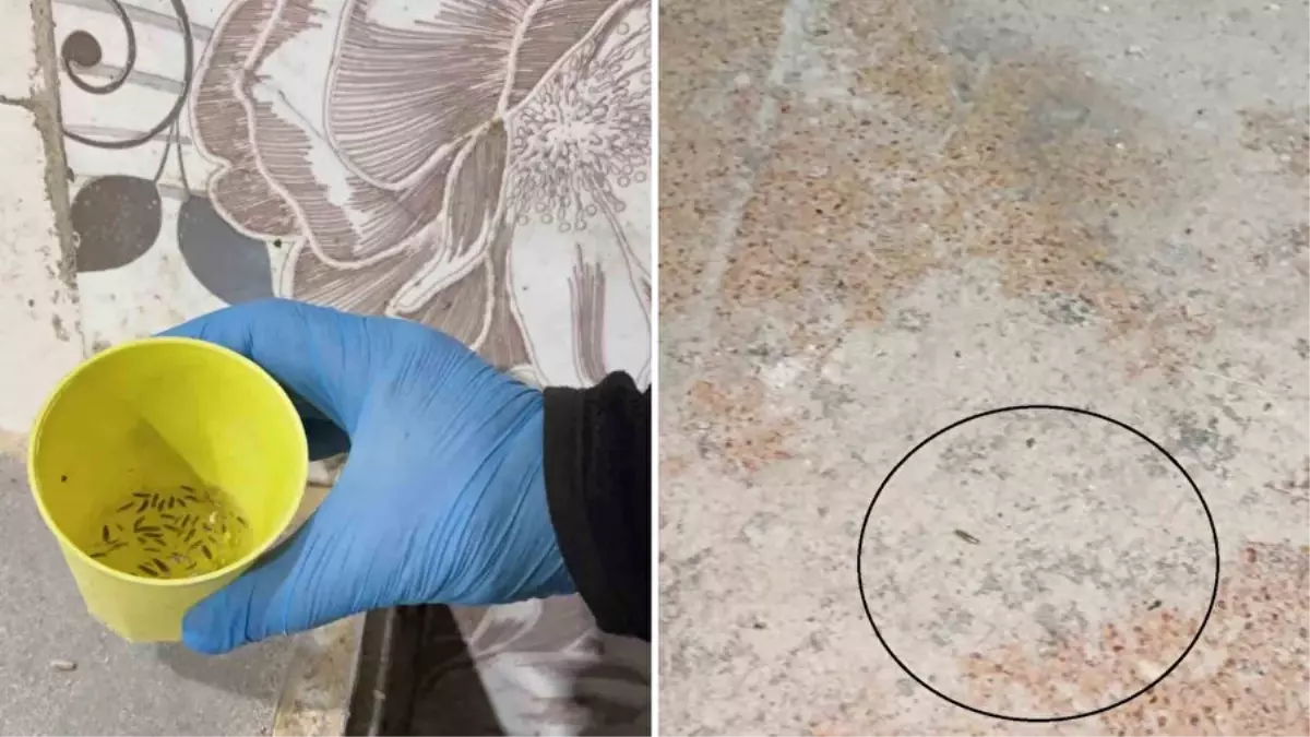 Fırın denetiminde mide bulandıran görüntüler, zabıta böcek çeşitlerini saymakla bitiremedi