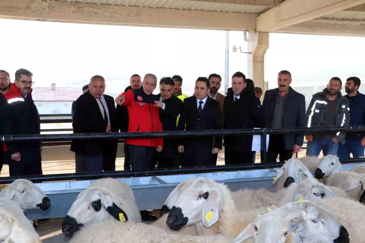 Sivas'ta Koyun ve Koç Dağıtımı Gerçekleşti