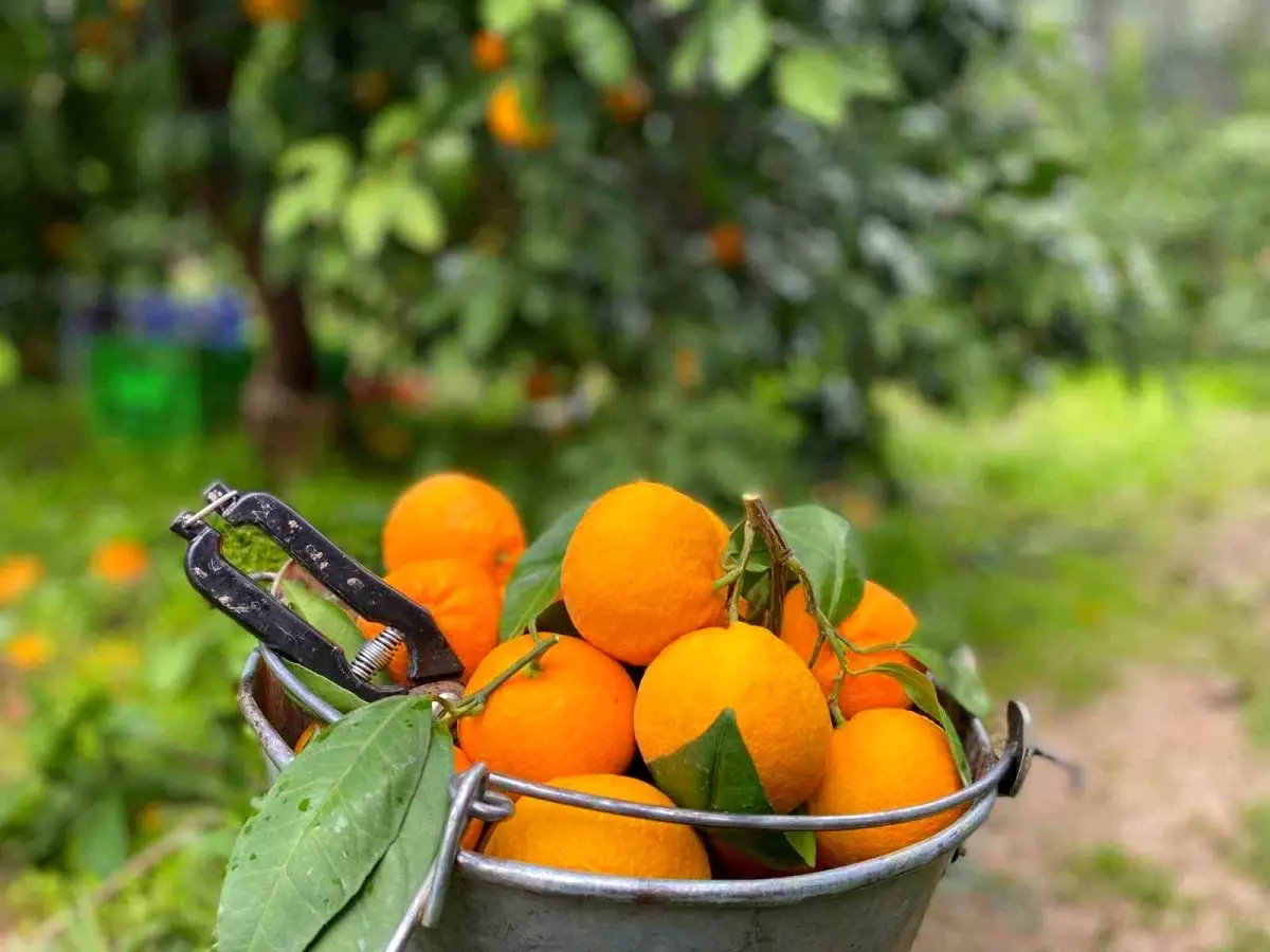 Balıkesir'de Havran Mandalinası Hasadı Devam Ediyor
