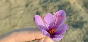 Kırşehir'de Safran Yetiştiriciliği İçin Deneme Çalışmaları