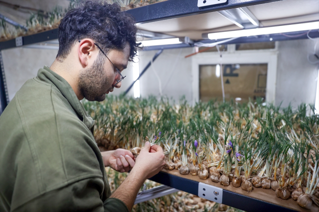 A Young Agricultural Engineer in Konya Sets an Example for Farmers with Saffron Production