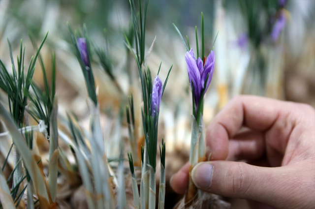 A Young Agricultural Engineer in Konya Sets an Example for Farmers with Saffron Production