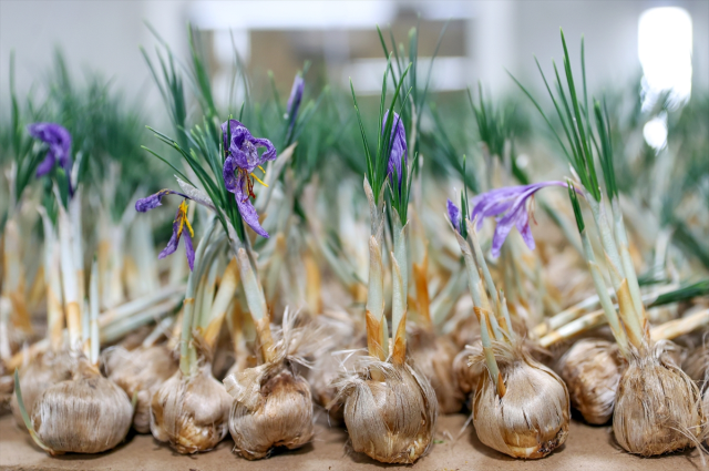 A Young Agricultural Engineer in Konya Sets an Example for Farmers with Saffron Production