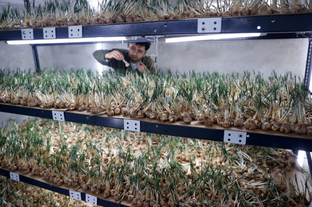 A Young Agricultural Engineer in Konya Sets an Example for Farmers with Saffron Production