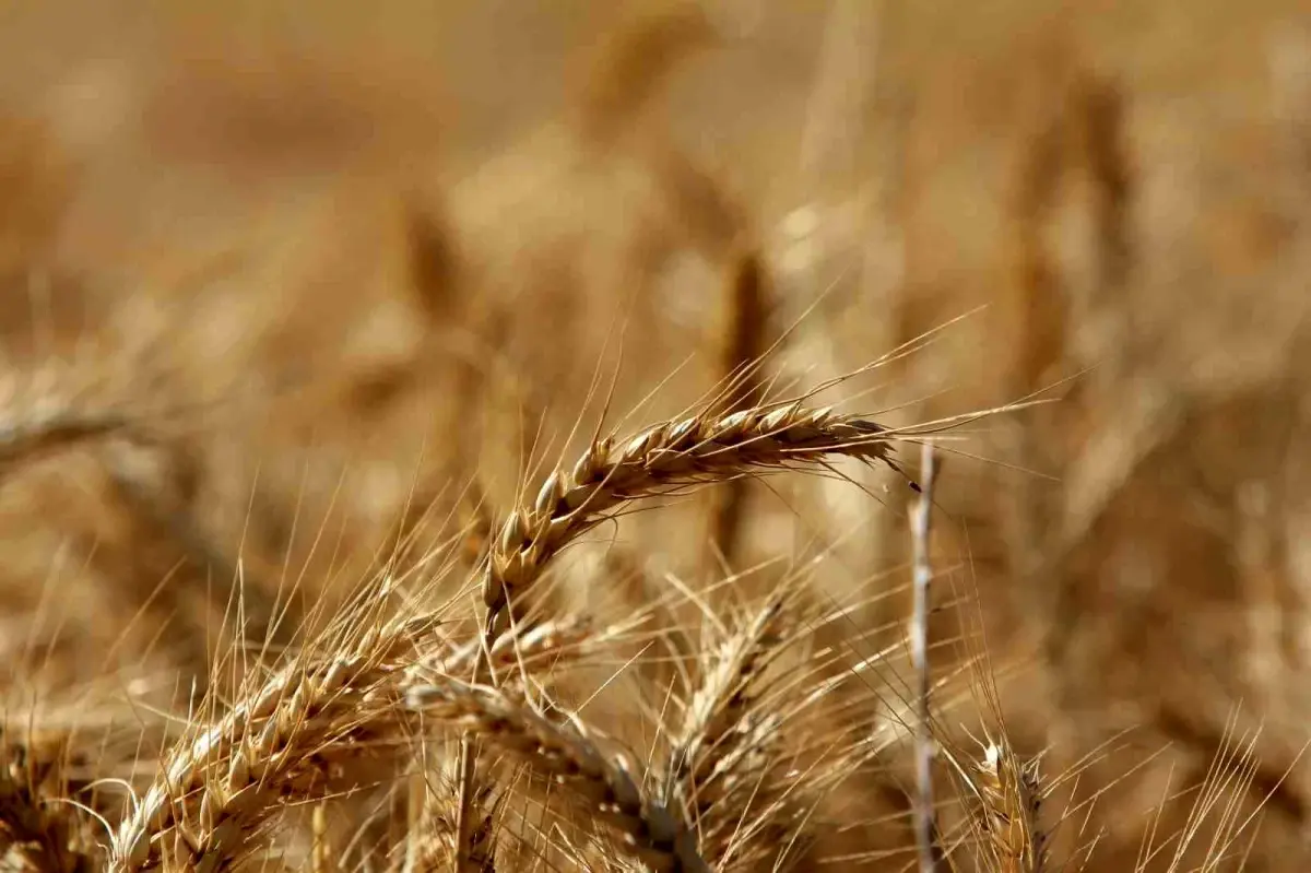 Dünya Tahıl Üretiminde Rekor Artış Bekleniyor
