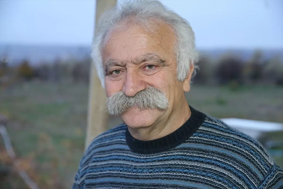 Zile'de Emekli Usta, Tilkileri Ellerle Besliyor