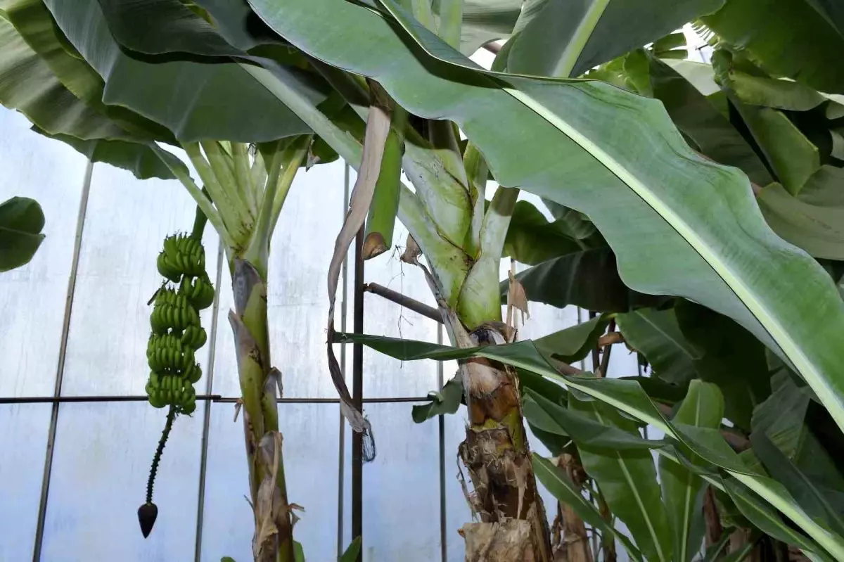 Mersin'de Muz ve Avokado Hırsızlığı