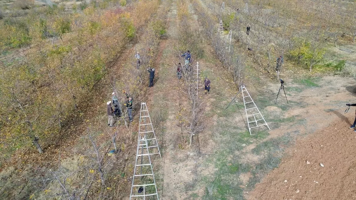 Yozgat'ta Eşsiz Meyve Bahçesi, İstihdam Kaynağı Oluyor