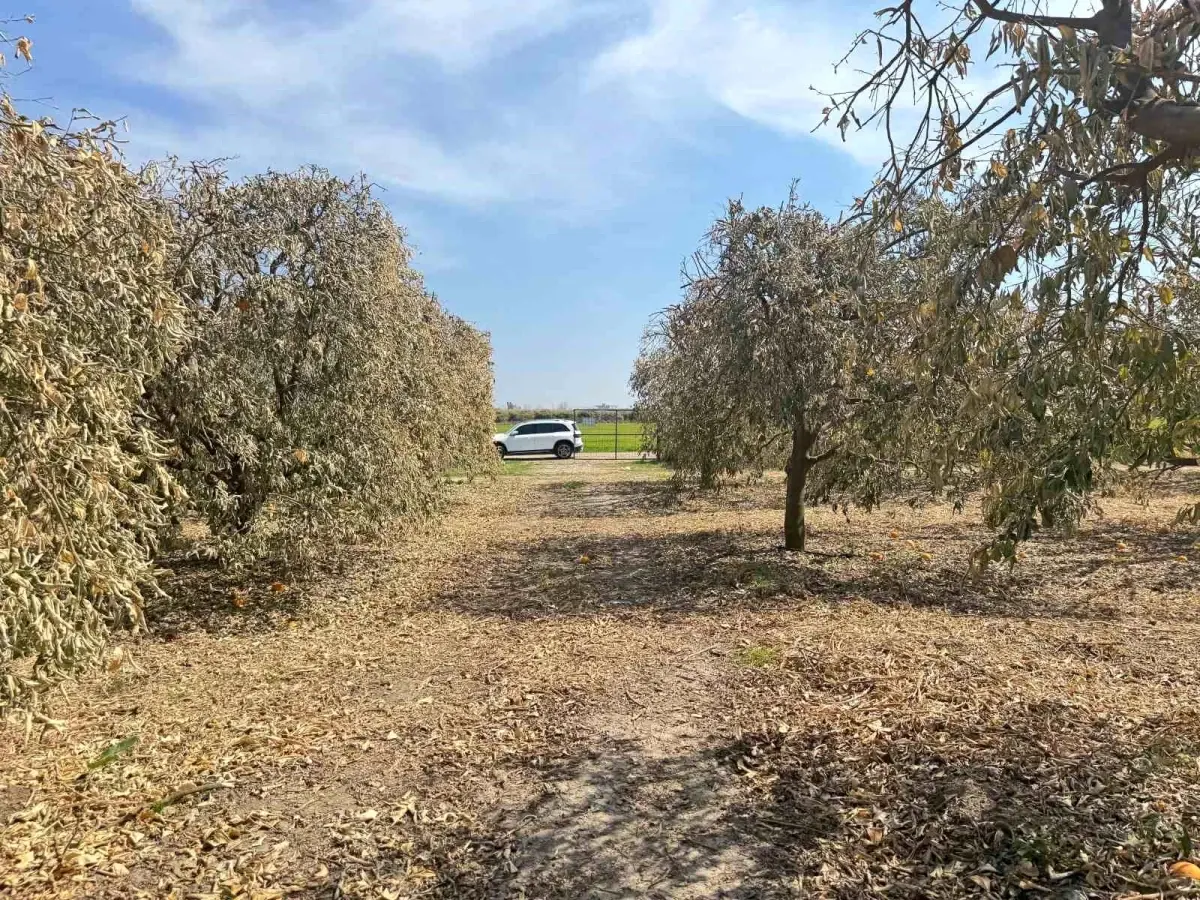 Adana'da Greyfurt Üreticileri Destekten Mağdur