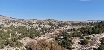 Erzurum'da 39 Yeni Bal Ormanı Kuruldu