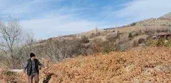 Bozayılar Erzincan'daki Üzüm Bağlarına Girdi