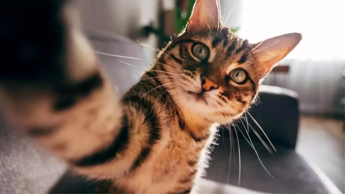 Kedilerin Evcilleşme Tarihi Yeniden Yazıldı