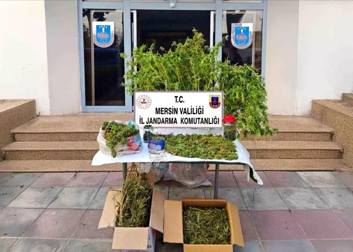 Mersin'de Yasadışı Kenevir Ekinine Operasyon: Şüpheli Tutuklandı