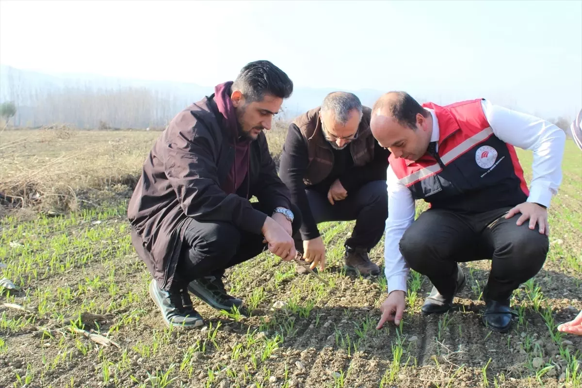 Tokat'ta Hububat Ekim Alanlarında Önemli Artış