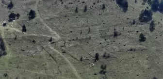Bolu'da Kaybolan 30 Küçükbaş Hayvan Dronla Bulundu