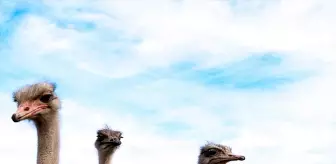 Kars'ta Deve Kuşu Yetiştiriciliği Hayalini Gerçeğe Dönüştürüyor