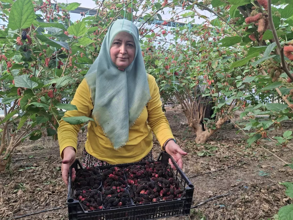 Mersin'de Turfanda Karadut Hasadı Başladı