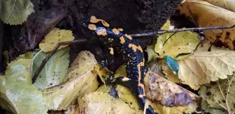 Nesli Tükenme Tehlikesi Altındaki Sarı Benekli Semender Adana'da Görüntülendi